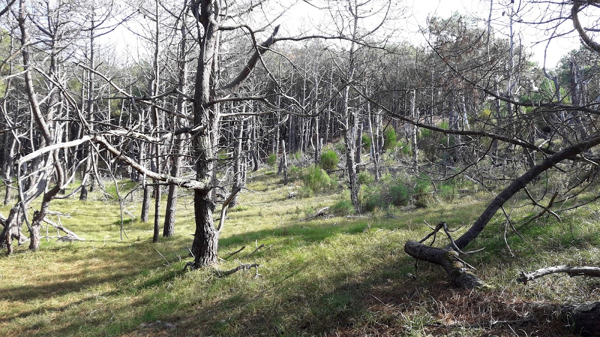 Réserve Naturelle des Dunes et Marais d'Hourtin