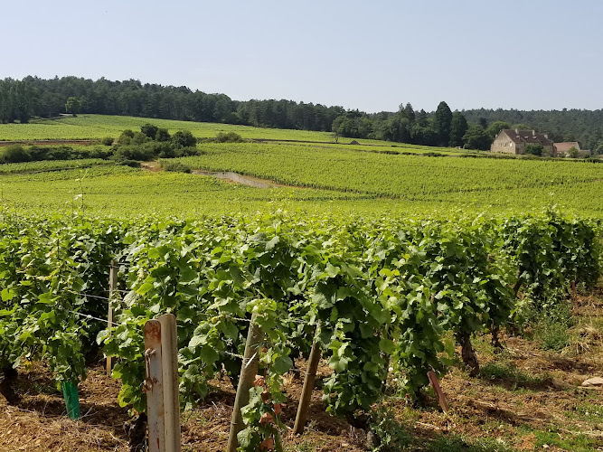 Domaine Isabelle Lippe, vins de Bourgogne de Gevrey-Chambertin