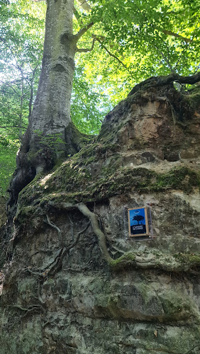 Hêtre du canyon