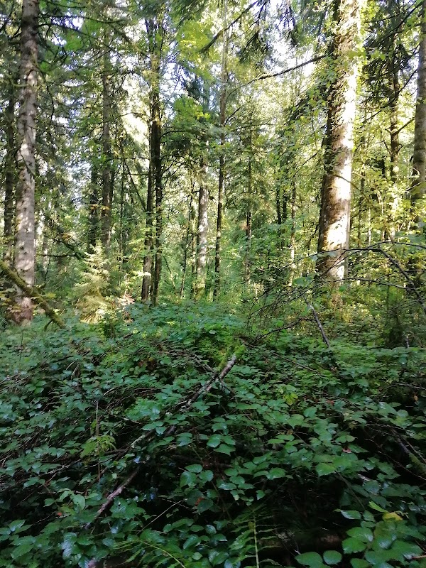 Forêt de la Joux
