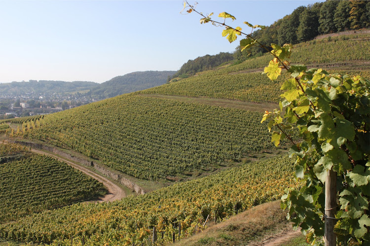 Domaines Schlumberger