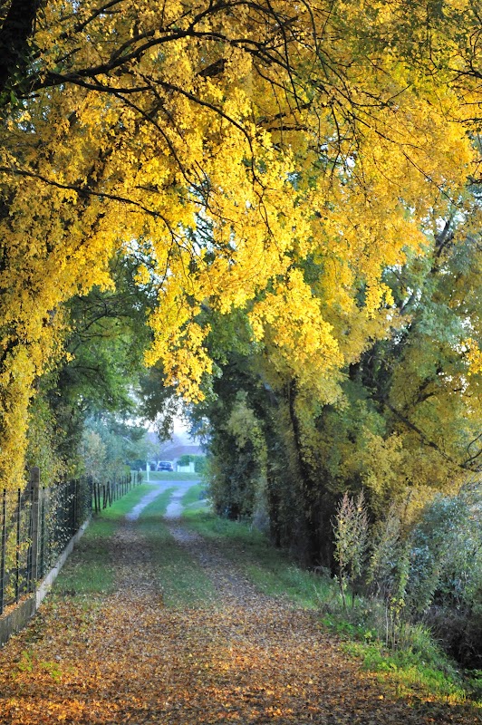 Forêt de la Braconne