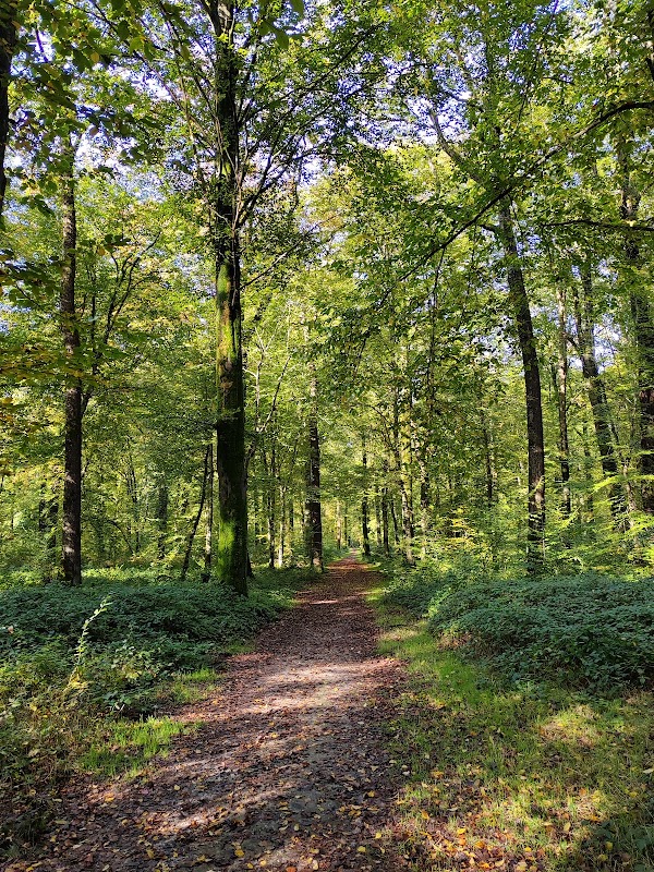 Forêt de Crécy