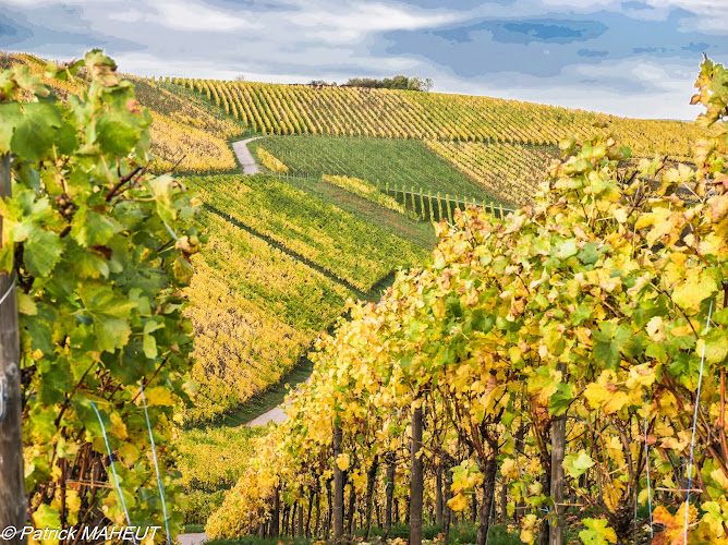 Domaines Vinsmoselle - Caves du Sud