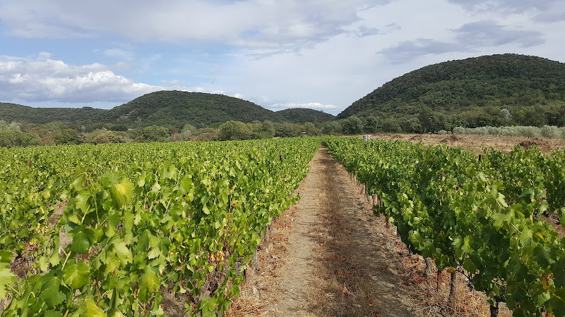 Le Mazelet Vins Wines
