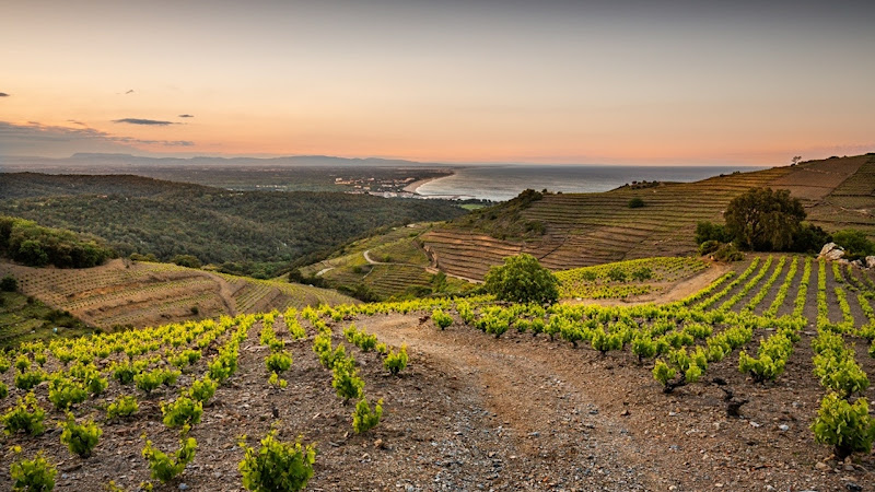 Domaine Saint Thomas - AOP Collioure - Grands Vins du Roussillon