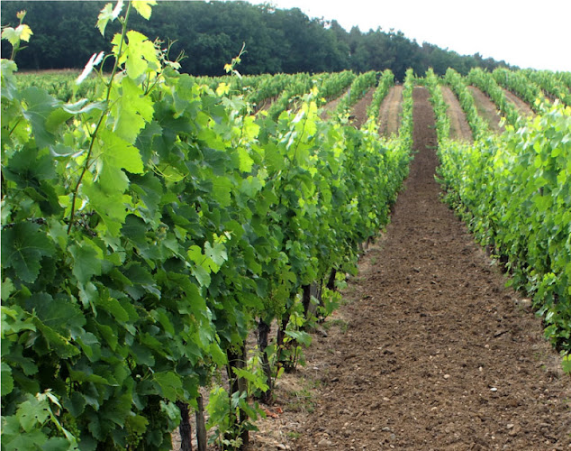 Domaine Salisquet