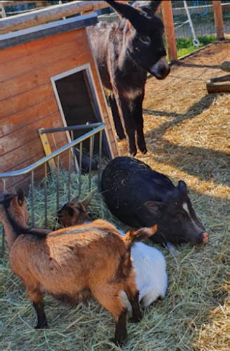 Farm Pedagogique