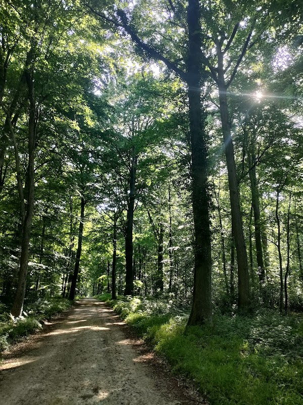 Forêt d'Halatte