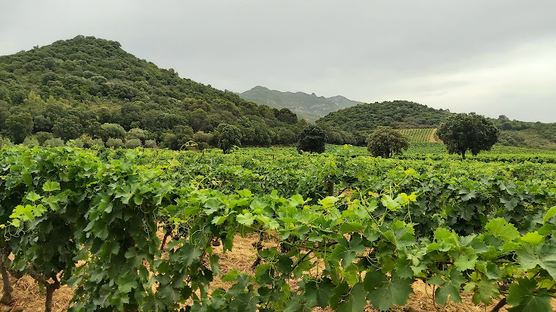 Domaine Montemagni
