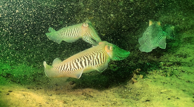 Atlantique Plongée Bassin