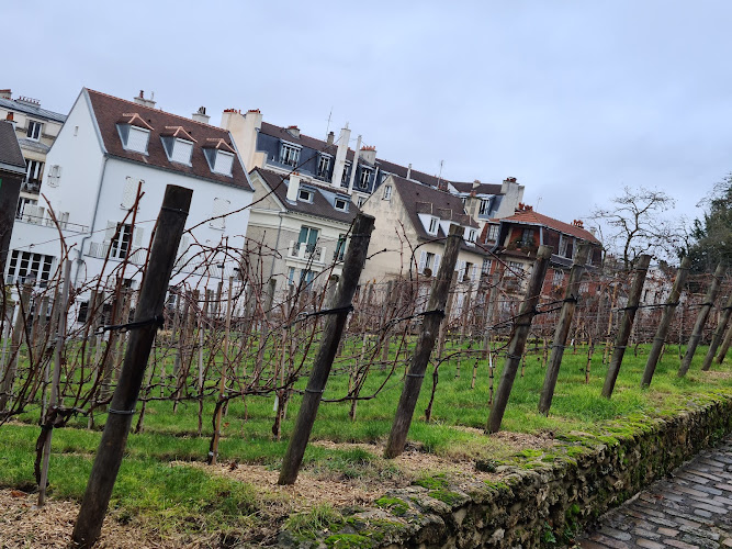 Vigne du Clos Montmartre