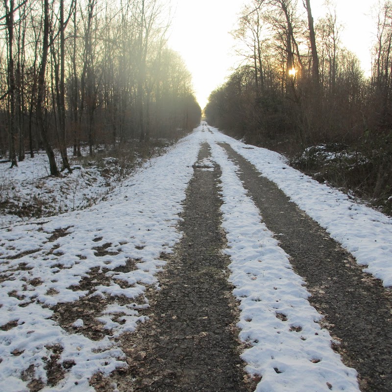 Forêt de Haye