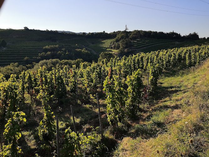 Wine and Ride Tain l'Hermitage - visite de caves à vélo