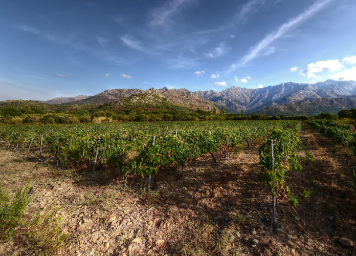 Domaine MAESTRACCI