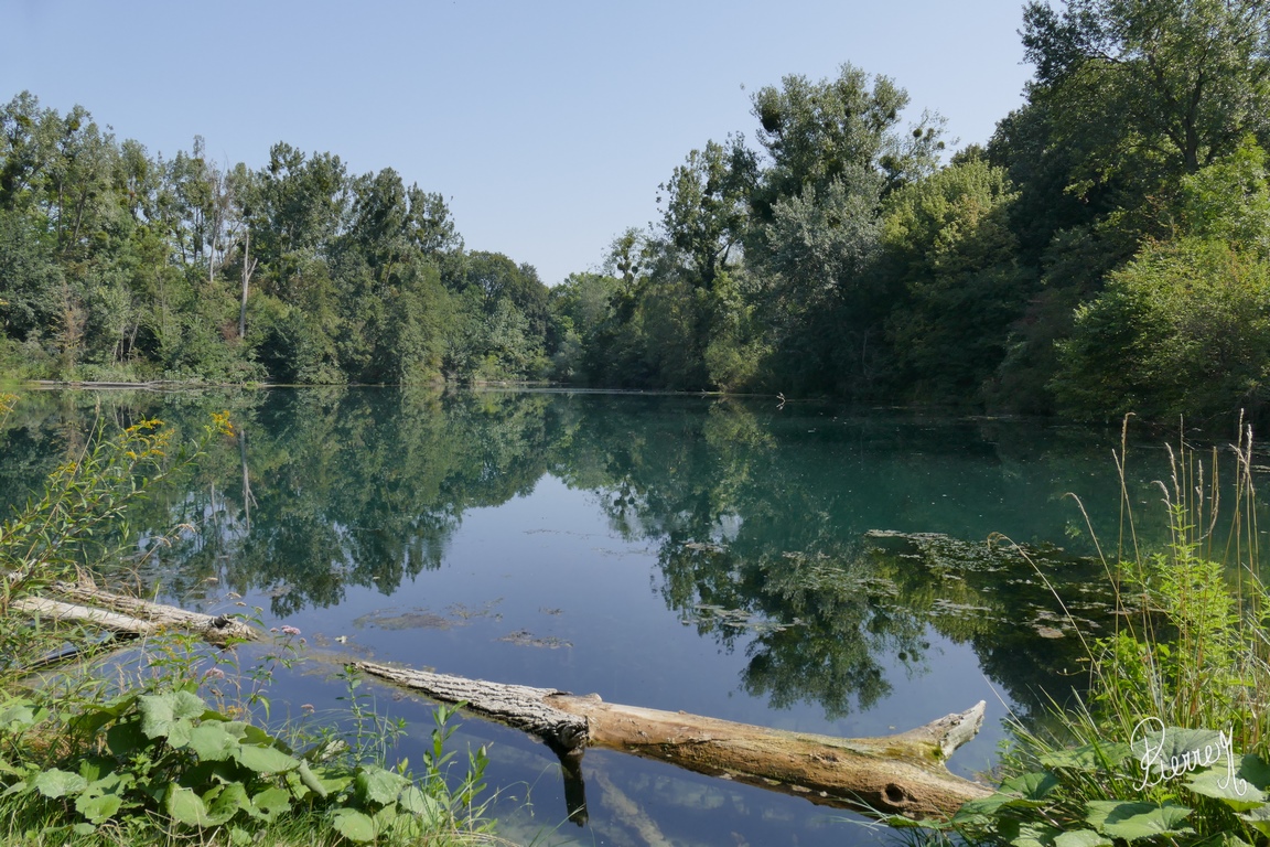 Forêt de la Robertsau