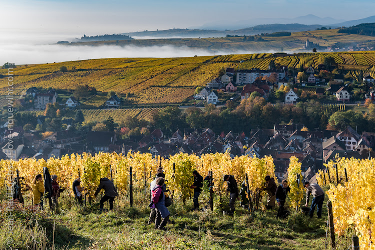Louis SIPP - Grands Vins d'Alsace