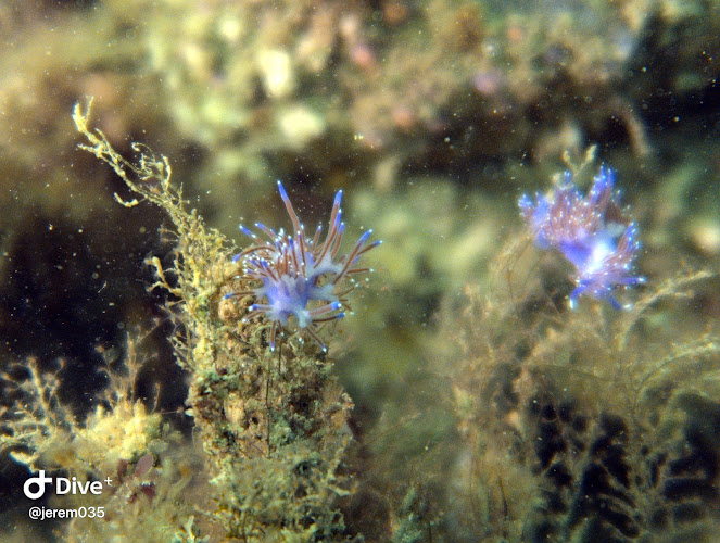 Nautilus Club