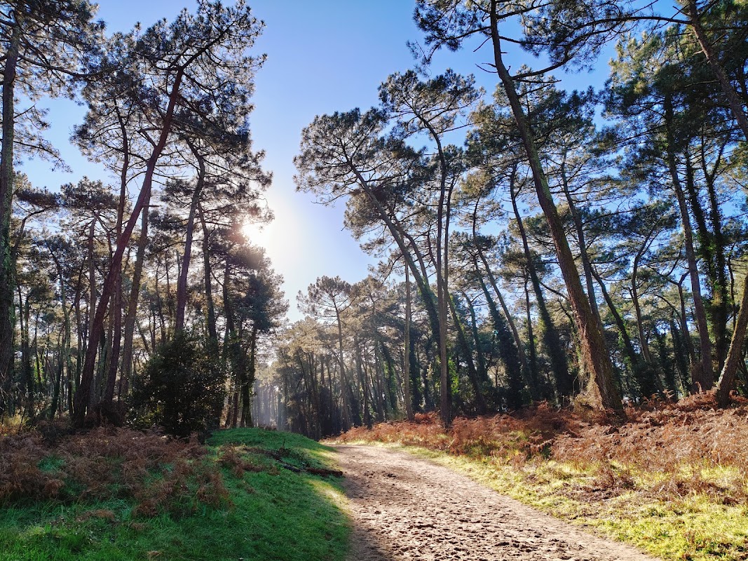 Bois de la Pignada