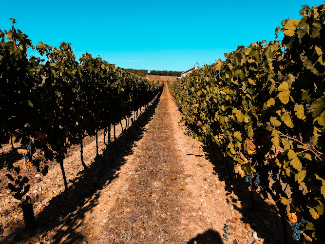 Domaine Vendome