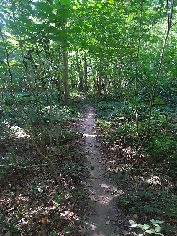 Forêt de l'Isle-Adam