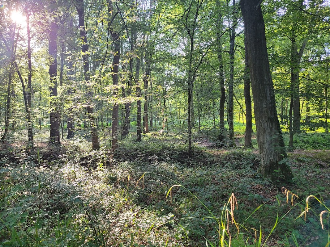 Forêt de Marchiennes