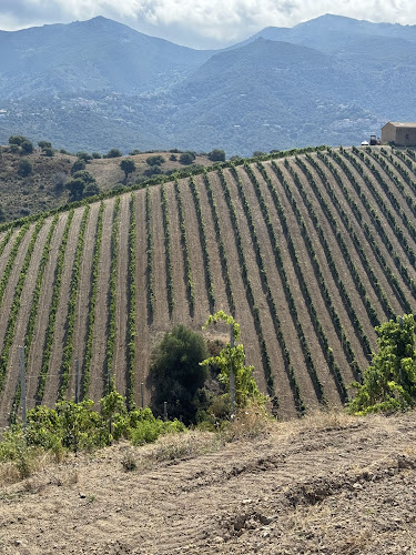 Domaine Novella AOP Patrimonio Vin nature biologique