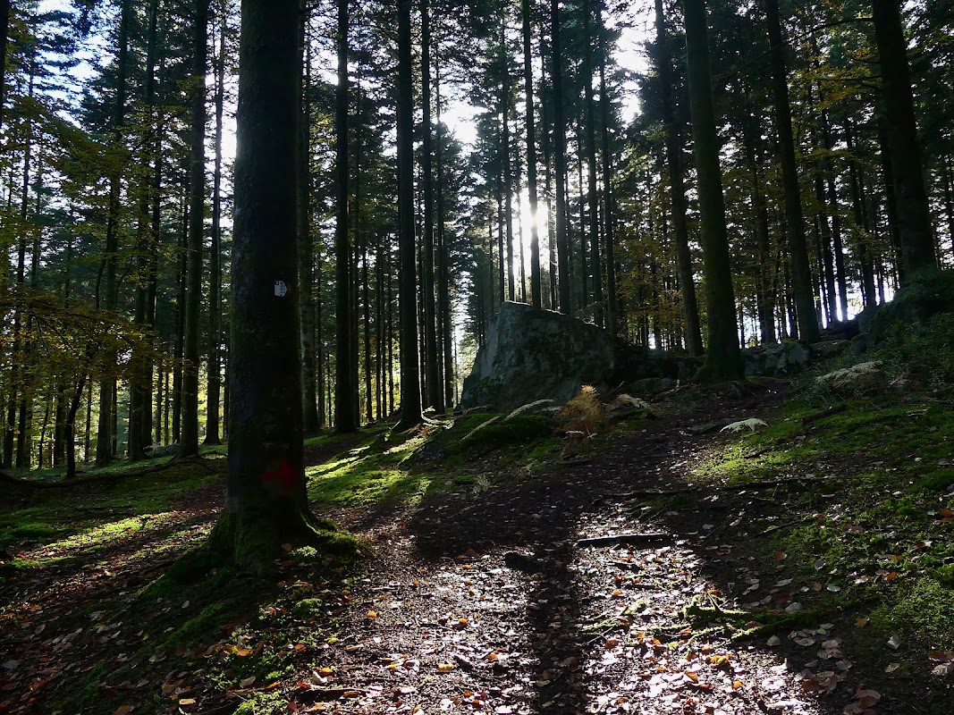 Forêt d'Écouves