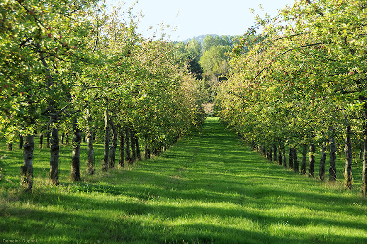 Domaine Familial Louis Dupont